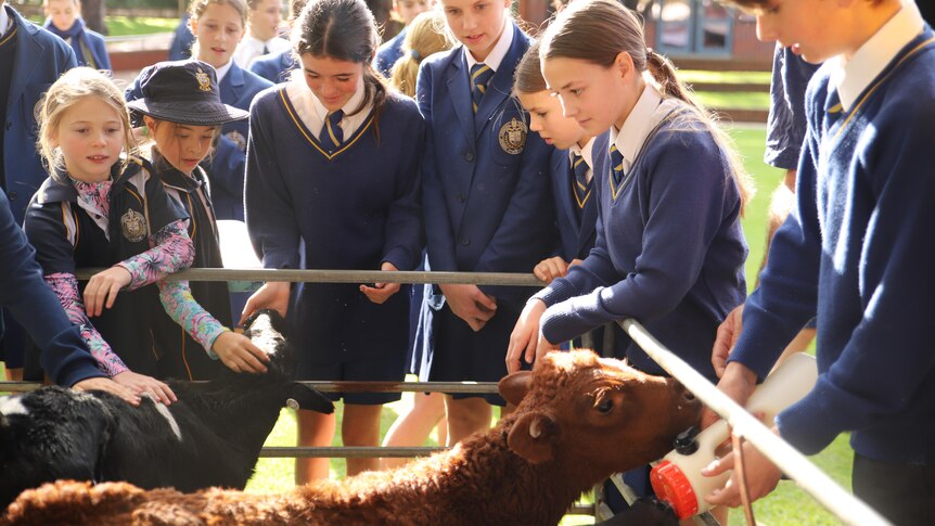 Students in private school uniforms stand around a pen and feed a calf.