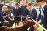 Students in private school uniforms stand around a pen and feed a calf.