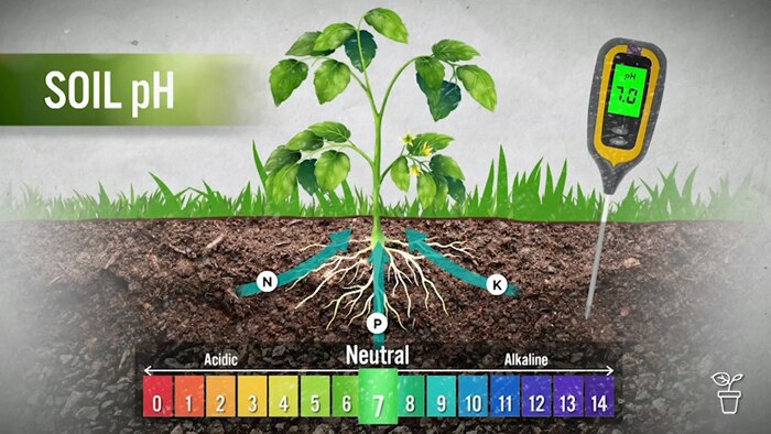 Soil PH-un - Gardening Australia