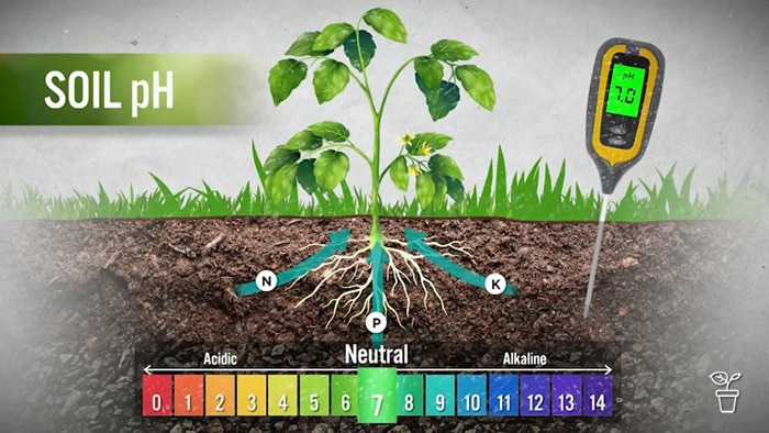 Tino shows how to test the pH of your soil, and what it means for your plant choices.