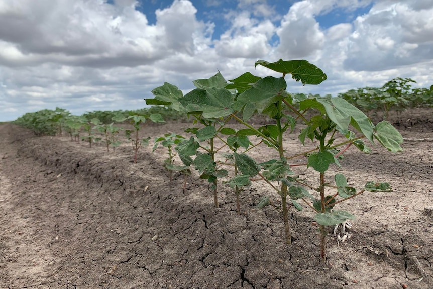 A close-up of a young cotton plant