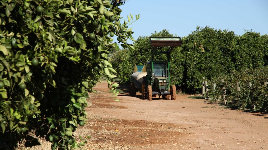 A tractor on a dirt road driving between fruit trees.