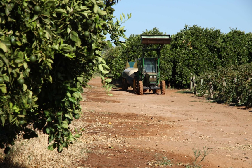 A tractor on a dirt road driving between fruit trees.