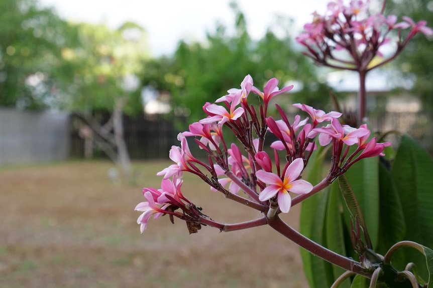 Close-up of a pink frangipani tree with more trees in the background.