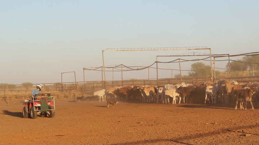 a ringer on a quad bike and cattle dog working weaners in the yards