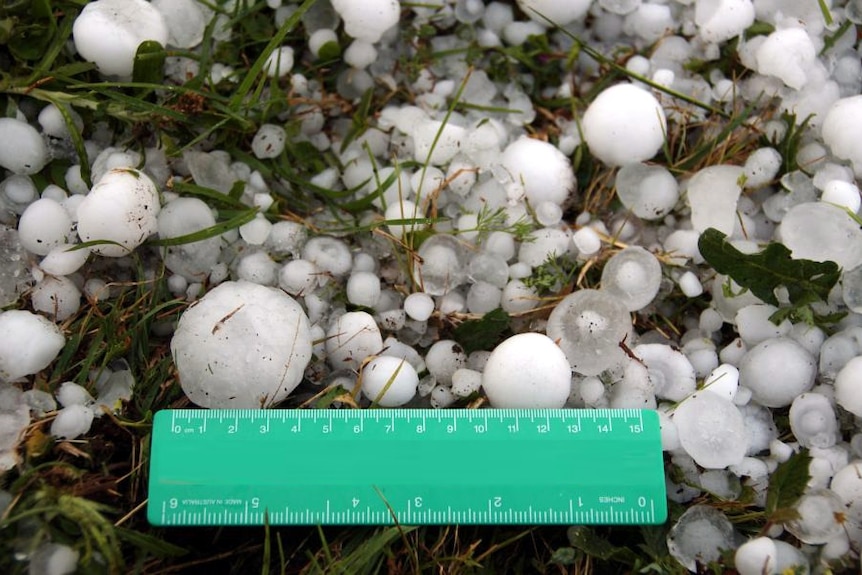 Hailstones on the ground with a plastic ruler.