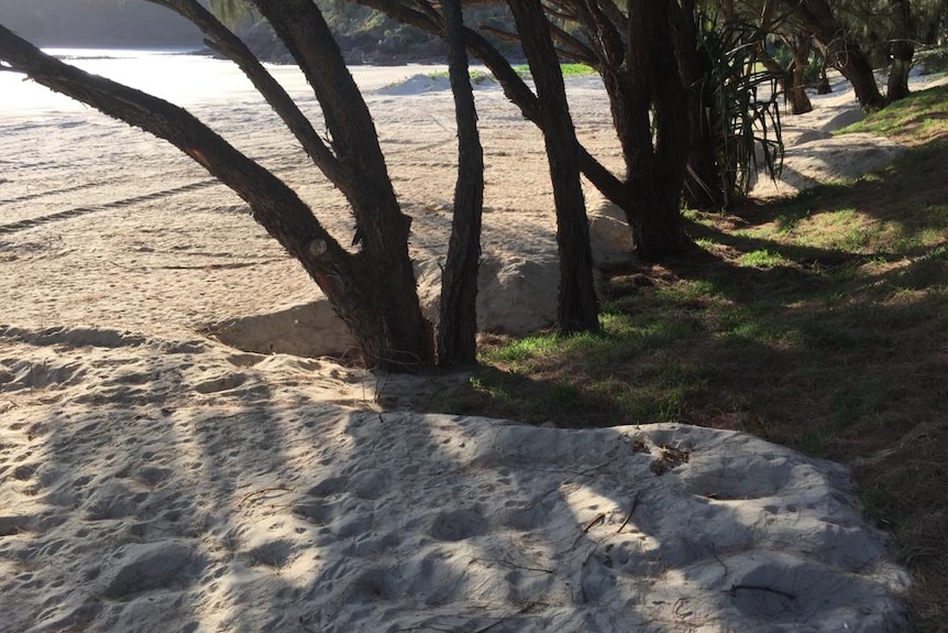 sand has been flattened and pushed up to the grassy area of the beach on Basil Bay