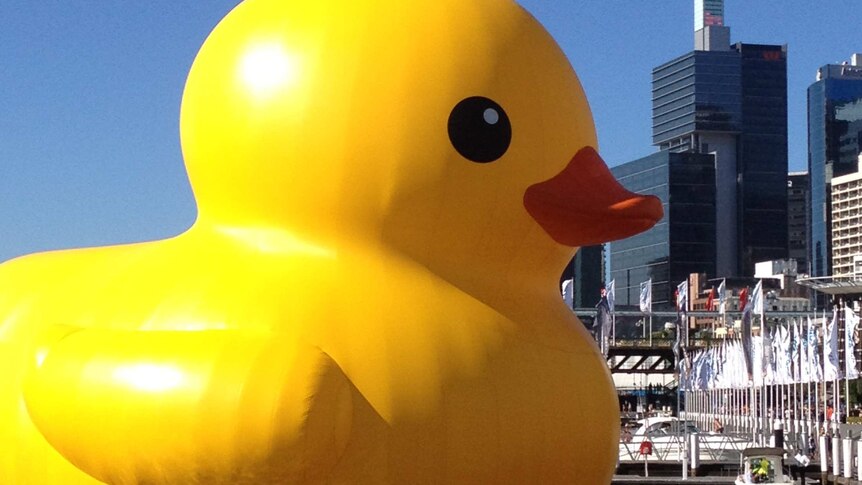 The 2013 Sydney Festival's rubber duck installation.