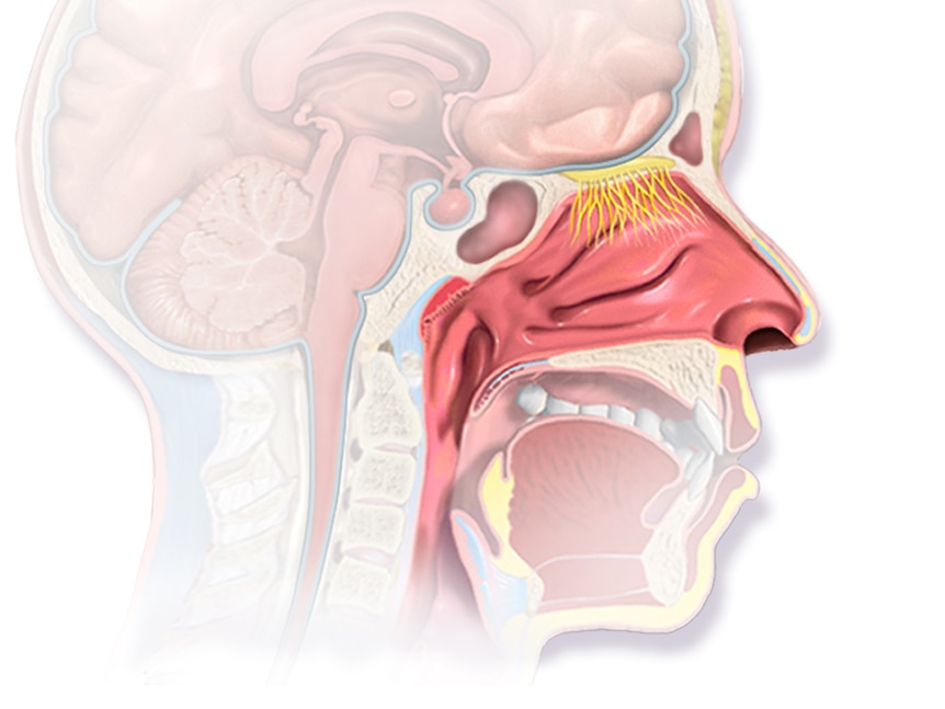 A diagram of the anatomy of the nose