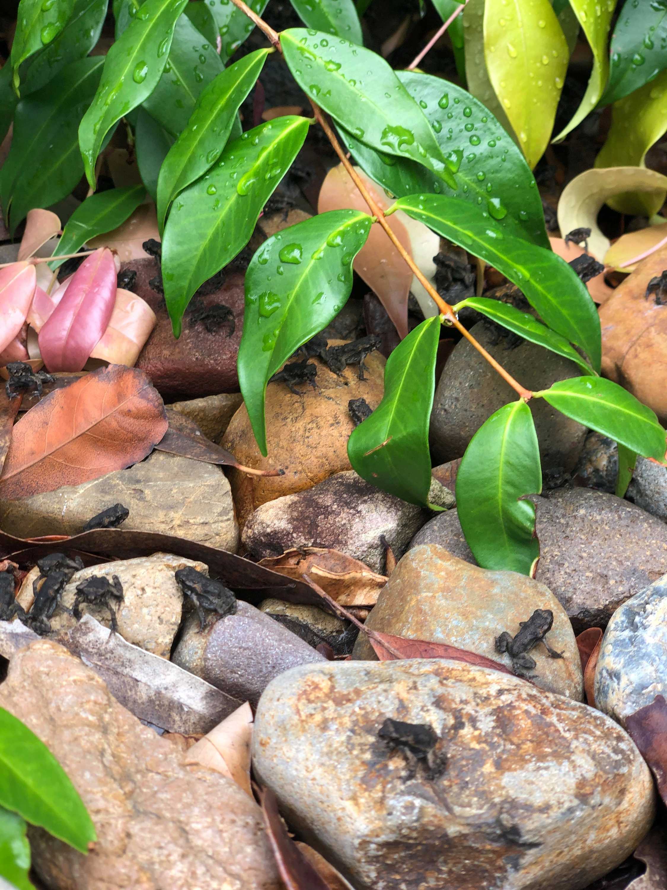 Small 20 cent sized cane toads jump among rocks at the sandstone st lucia campus.