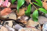 Small 20 cent sized cane toads jump among rocks at the sandstone st lucia campus.