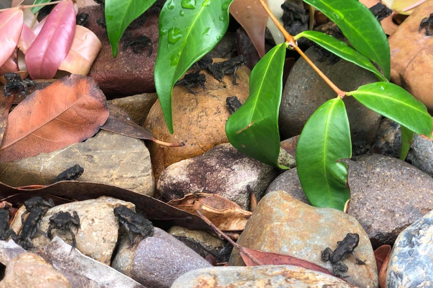 Small 20 cent sized cane toads jump among rocks at the sandstone st lucia campus.