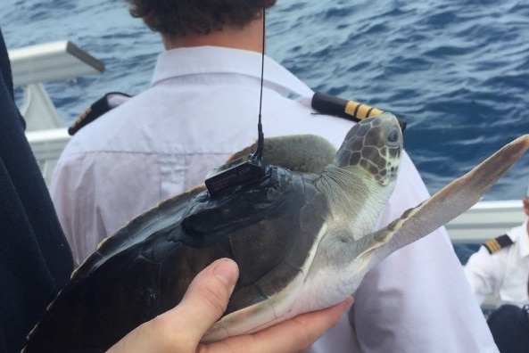 A juvenile Flatback turtle fitted with a satellite tag being released off Bundaberg's coast.