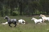 A group of horses run in a field with trees in the background.