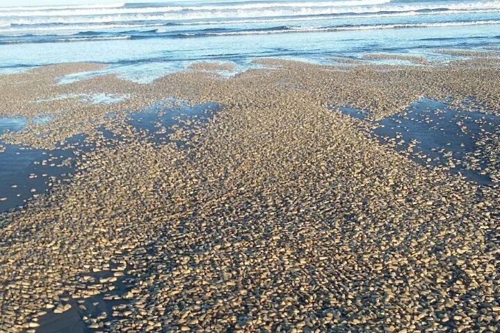 Dead clams washed up on a beach.