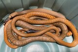 Adult western brown snakes found in Alice Springs recently