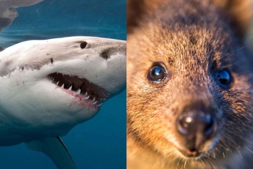A composite image of a great white shark and a quokka side by side.