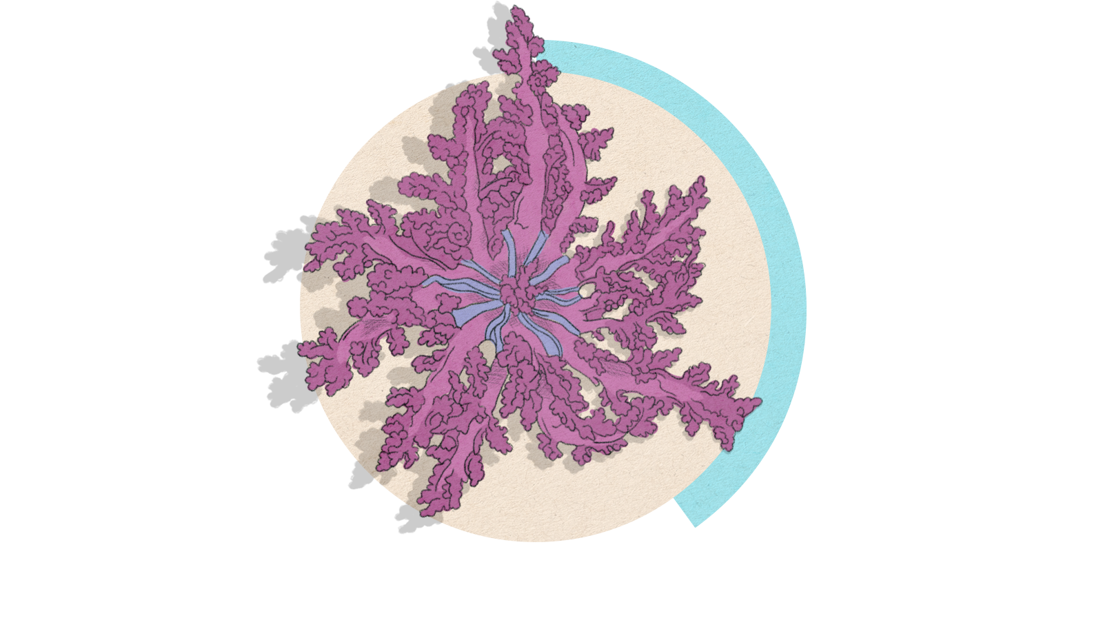 Illustration of a hellfire anenome on a circle background.