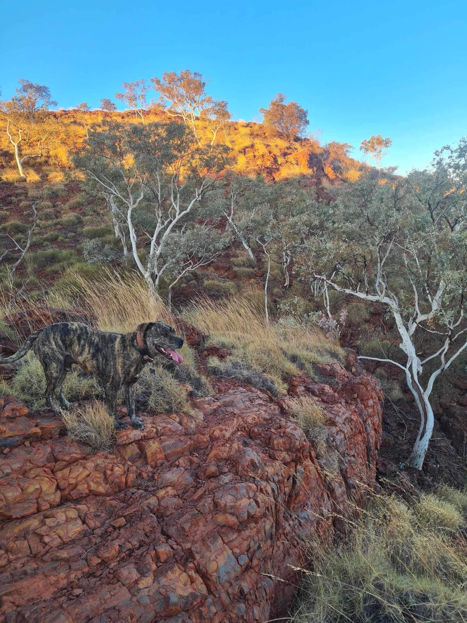 ABC Pilbara