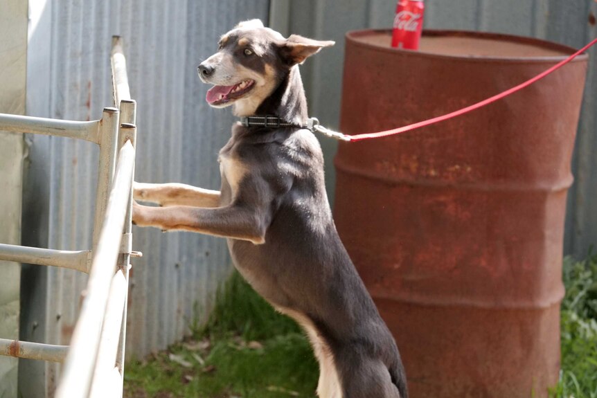 A dog standing on its hind legs with paws on a railing tied up with a leash