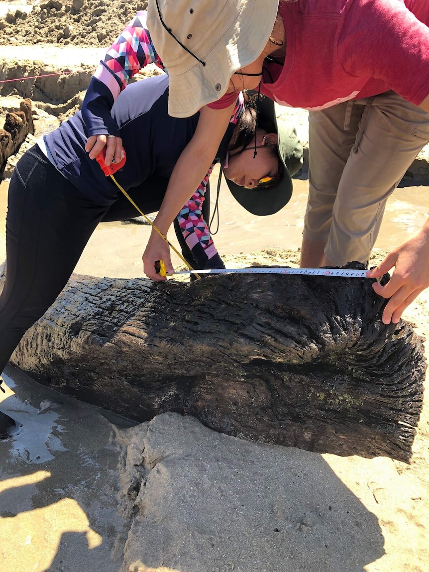 Two archaeologists measure a piece of wood from a shipwreck