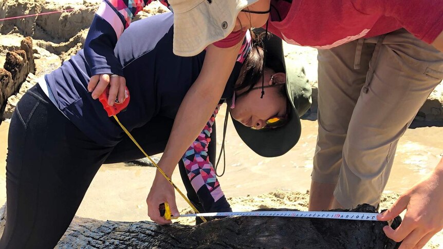 Two archaeologists measure a piece of wood from a shipwreck