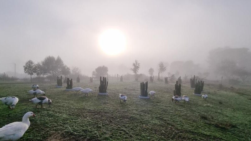 The sun rises over a mist-covered field as a flock of geese feed.