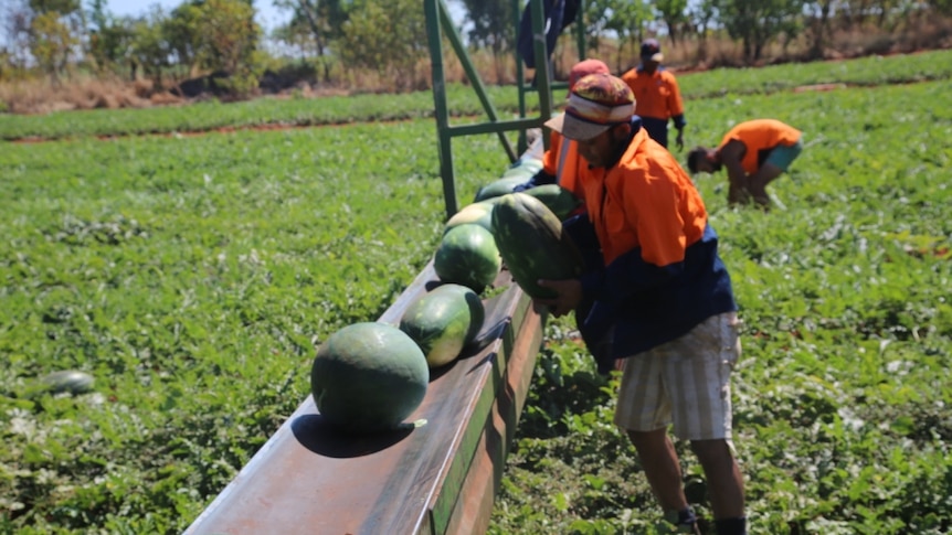 A line of seasonal workers stack melons in a field