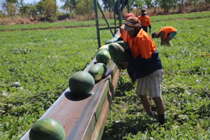 A line of seasonal workers stack melons in a field