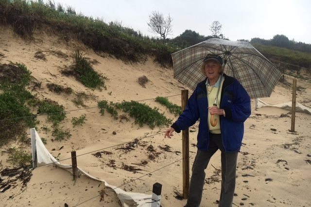 A woman inspects beach erosion at Old Bar Beach.
