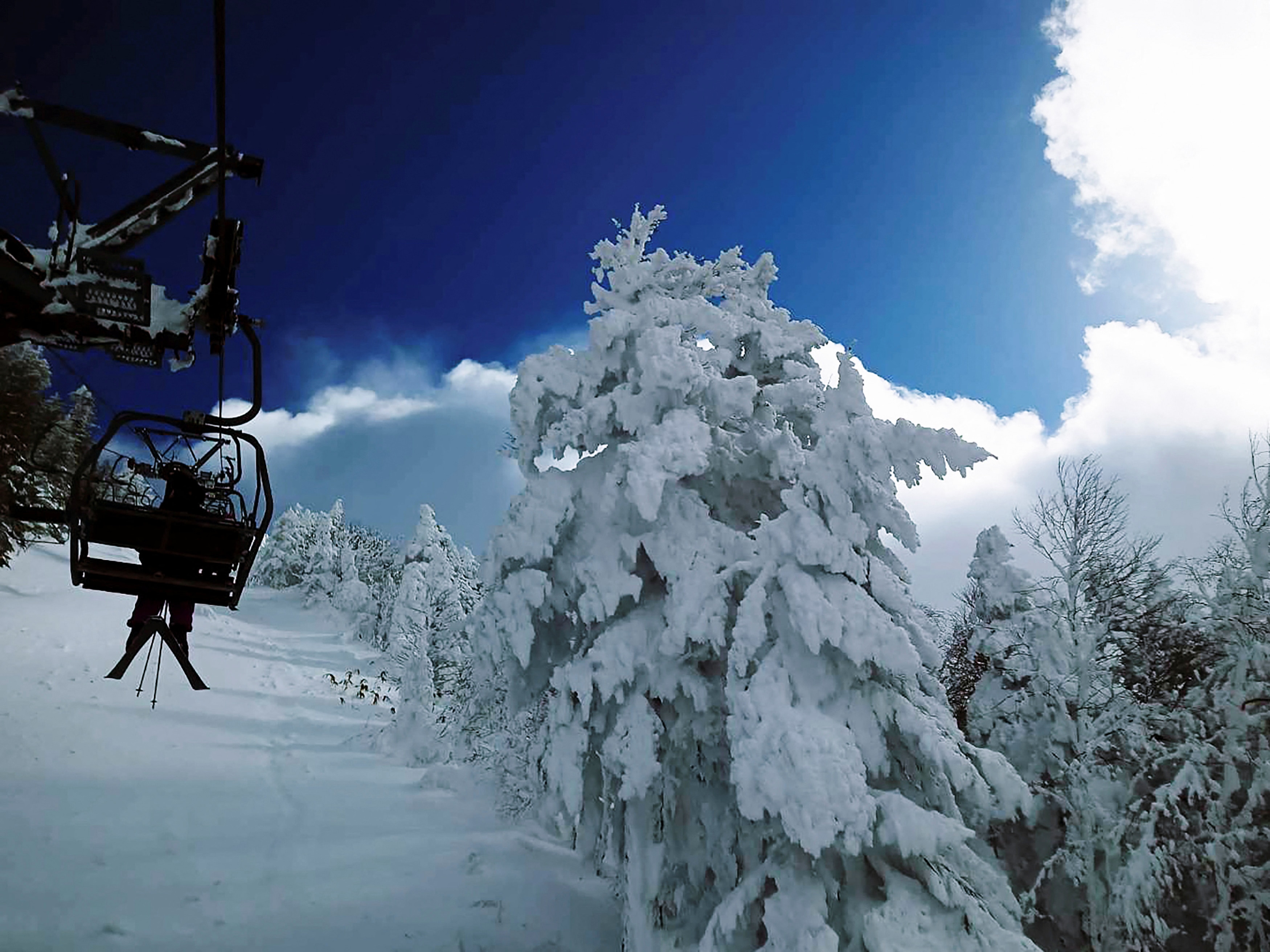 Un remonte lleva a un esquiador a la cima de una montaña cubierta de nieve con un gran árbol cubierto de nieve al costado