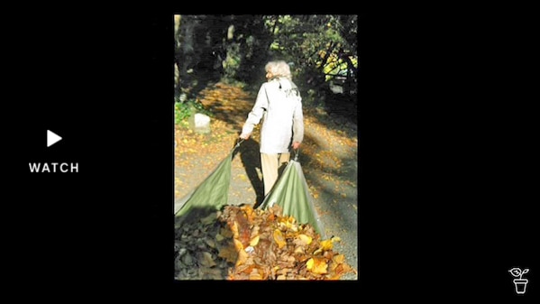 A woman dragging leaves on a tarp in a garden. Has Video.
