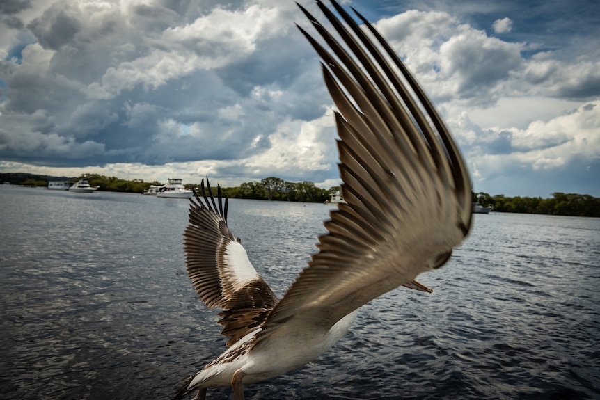 Pelican flying in Hawks Nest