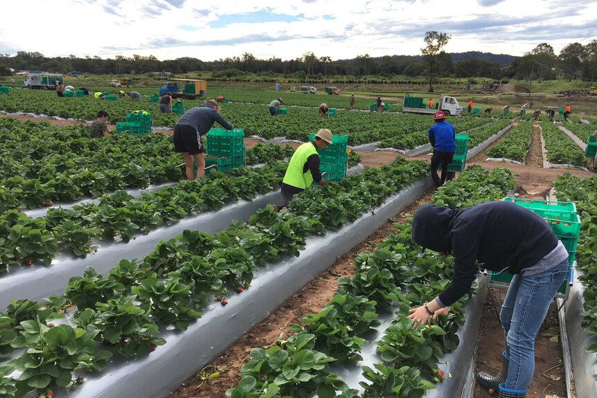 People picking strawberries in the field.