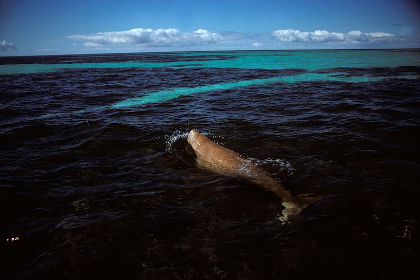 A dugong in the ocean