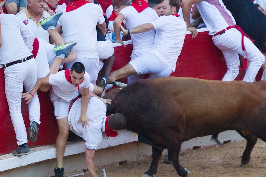 A bull traps men dressed in white against a barrier in the Pamplona bullring