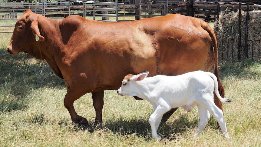 Owners of the cloned calf say they are happy with the process