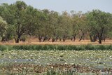 A waterhole brimming with lillies and ducks on Bullo River Station
