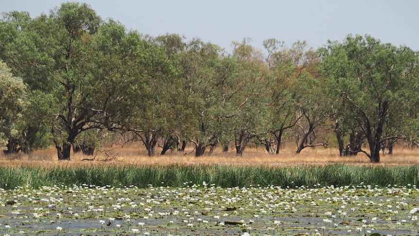 A waterhole brimming with lillies and ducks on Bullo River Station