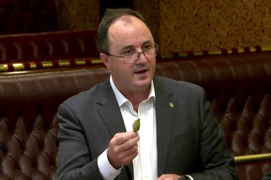 Jeremy Buckingham in a blazer, shirt and glasses holding  green cannabis in his hand