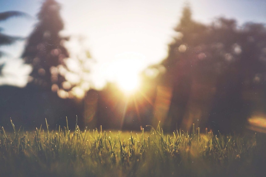 Morning sun over grass.