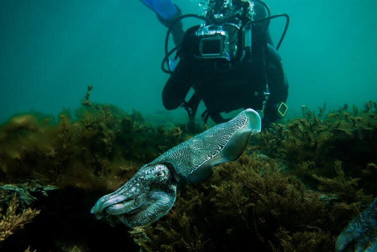 A cuttlefish is followed by a scuba diver.