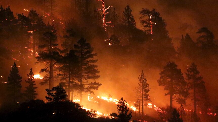 Los Angeles county firefighters battle wild land fire call the Pine Fire in Wrightwood, California, on July 18.