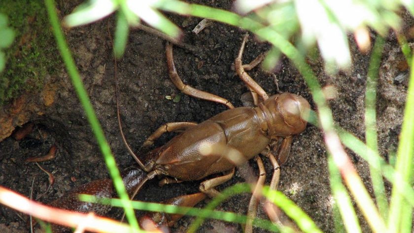 A mountain burrowing crayfish in Tasmania