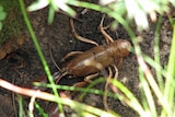A mountain burrowing crayfish in Tasmania