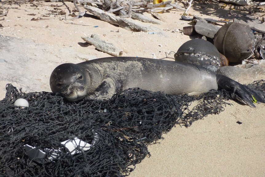 A seal lies on a fishing net