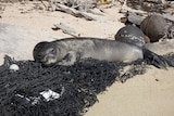 A seal lies on a fishing net