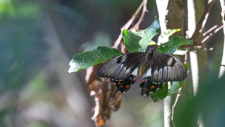 Swallowtail butterfly