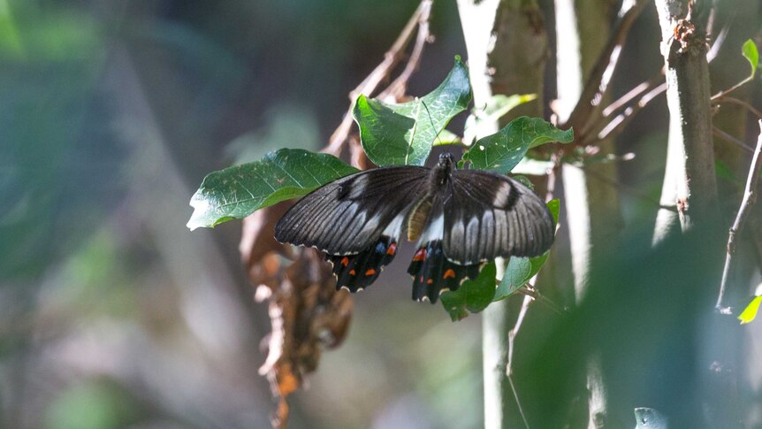 A swallowtail butterfly