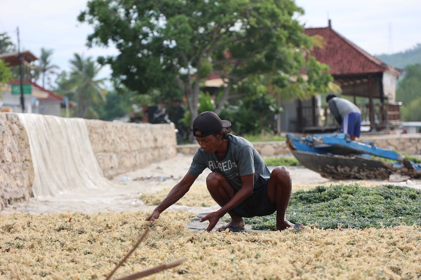 A seaweed farm worker.